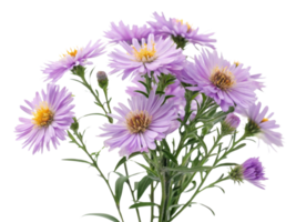 beautiful bouquet of aster flowers showcases vibrant purple petals and delicate green stems, perfect for adding charm to any setting png