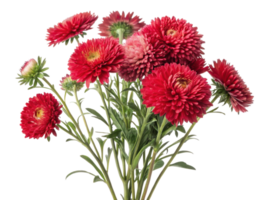 vibrant bouquet of aster flowers showcases their stunning red hues and intricate petals, perfect for adding beauty to any setting png