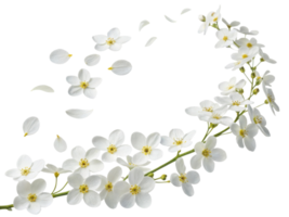 Delicate forget me not flowers create beautiful arrangement that captures essence of nature elegance and charm png