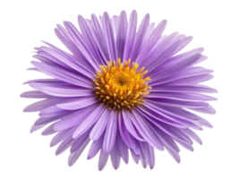 beautiful aster flower blooms with vibrant purple petals and striking yellow center, showcasing nature elegance and charm png