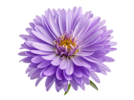 beautiful aster flower blooms with vibrant purple petals and golden center, adding touch of elegance to any garden or arrangement png