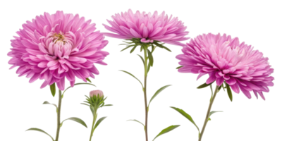 Aster flowers bloom beautifully in shades of pink, showcasing their vibrant petals and delicate green stems, creating stunning floral display png
