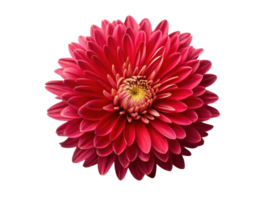vibrant aster flower blooms with rich red petals showcasing its intricate beauty and captivating charm png