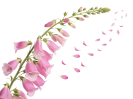 beautiful foxglove flower gracefully sways, its delicate petals drifting softly in breeze, creating serene and enchanting scene png