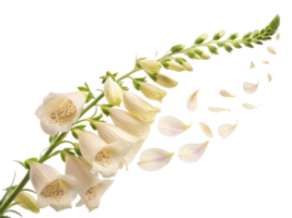 elegant foxglove flower gracefully cascades with delicate petals, creating serene and enchanting visual experience png