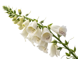 stunning foxglove flower showcases delicate white petals adorned with subtle speckles creating captivating natural beauty png
