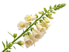 beautiful foxglove flower stands tall with delicate white petals and intricate spots, showcasing nature elegance and charm png