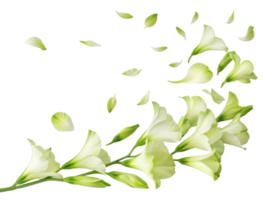Beautiful gladiolus flowers gracefully release their delicate petals, creating serene and enchanting atmosphere png