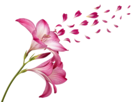 beautiful gladiolus flower blooms gracefully, its delicate petals drifting softly in breeze, creating serene and enchanting atmosphere png