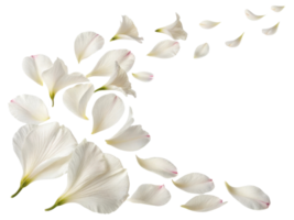 Delicate petals of gladiolus flower gracefully drift, creating serene and beautiful scene that captures essence of nature elegance png