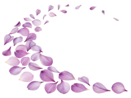 Delicate pink hibiscus flower petals gracefully swirl in beautiful pattern, creating serene and calming atmosphere png