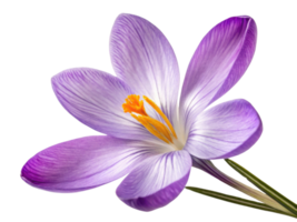 beautiful crocus flower showcases delicate purple petals with vibrant orange stamens, symbolizing arrival of spring and renewal png