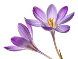 Crocus flowers bloom beautifully with delicate purple petals and vibrant yellow stamens, symbolizing arrival of spring png
