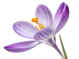 beautiful crocus flower showcases delicate purple petals and vibrant yellow stamens, symbolizing arrival of spring and renewal png