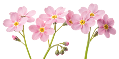 Forget me not flowers bloom in delicate pink hues, symbolizing love and remembrance, creating serene and beautiful atmosphere png