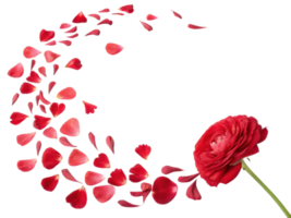 beautiful ranunculus flower with vibrant red petals gracefully scattered around it creates stunning visual display of nature elegance png
