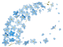 Forget me not flowers create delicate and beautiful arrangement that captures essence of nature charm and elegance png