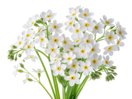 Forget me not flowers bloom beautifully in clusters showcasing delicate white petals and vibrant yellow centers creating charming display png