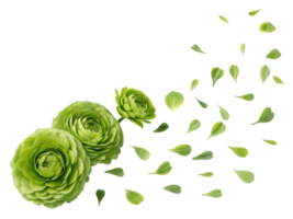 Beautiful ranunculus flowers in vibrant green hues are surrounded by delicate petals, creating serene and fresh atmosphere png