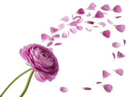 beautiful ranunculus flower with delicate petals gracefully falling, creating serene and enchanting atmosphere png