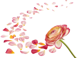 beautiful ranunculus flower with delicate petals gracefully falling, creating stunning visual display of nature elegance png
