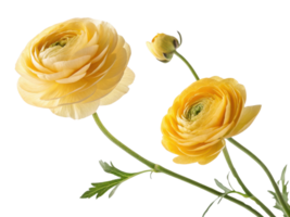 Beautiful ranunculus flowers in vibrant yellow hues showcase their delicate petals and graceful stems, adding touch of elegance to any setting png
