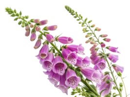 Beautiful foxglove flowers bloom gracefully, showcasing their vibrant purple hues and intricate patterns, adding charm to any garden png