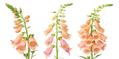 Beautiful foxglove flowers bloom gracefully, showcasing their delicate petals in shades of pink and peach, creating stunning floral display png