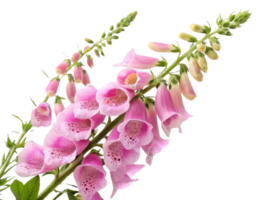 delicate foxglove flower blooms gracefully, showcasing its vibrant pink petals and intricate patterns, creating stunning visual delight png