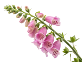 beautiful foxglove flower blooms gracefully with delicate pink petals showcasing intricate patterns that captivate eye png