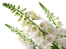 Beautiful foxglove flowers bloom gracefully, showcasing their delicate petals and vibrant colors, creating stunning natural display png