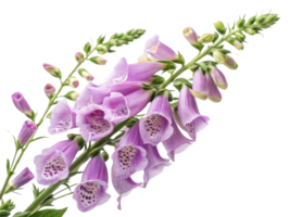 stunning foxglove flower blooms gracefully, showcasing its delicate purple petals and intricate patterns that captivate eye png