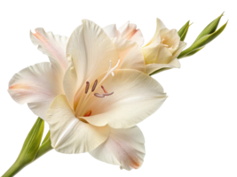 beautiful gladiolus flower in soft hues showcases its delicate petals and elegant form, perfect for adding charm to any setting png