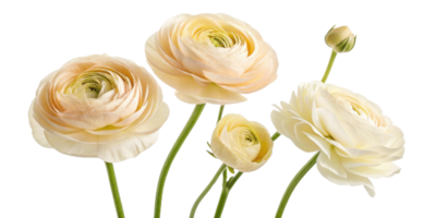 Beautiful ranunculus flowers in soft pastel shades create serene and elegant display, perfect for any floral arrangement png