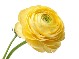 beautiful ranunculus flower in vibrant yellow showcases its delicate petals and intricate layers, symbolizing joy and warmth png