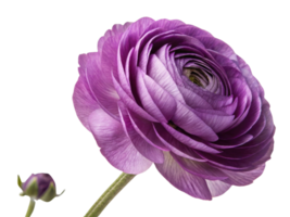 stunning ranunculus flower showcases vibrant purple petals that elegantly unfold, creating captivating visual delight png
