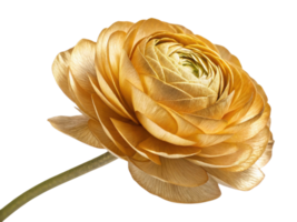 Golden ranunculus flower showcases intricate petals and stunning design, perfect for adding elegance to any arrangement png