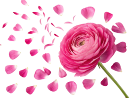 beautiful ranunculus flower with vibrant pink petals is surrounded by scattered petals, creating stunning visual effect png