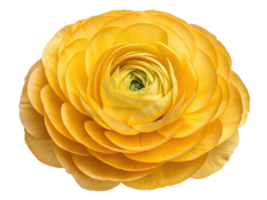 vibrant ranunculus flower in bright yellow showcases its intricate layers and beauty, perfect for adding cheerful touch to any setting png