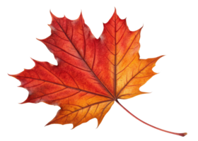 Vibrant maple leaf displays stunning gradient of red and orange hues with detailed veins creating beautiful autumn symbol png