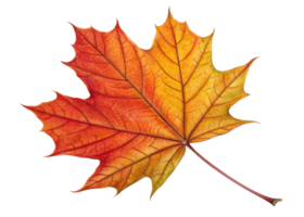Vibrant maple leaf displays beautiful gradient of red and yellow hues with detailed veins and smooth texture in autumn png