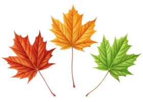 Maple leaf in green, orange, and red colors showing seasonal change and natural beauty with detailed veins and sharp edges in clear isolated view png