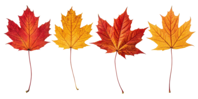 Four colorful maple leaf in red and yellow shades with detailed veins and stems isolated on transparency background showing autumn beauty png