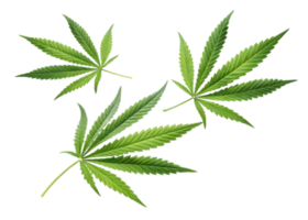 Cannabis leaf collection with vibrant green color and detailed texture showing natural beauty and fresh growth in clear isolated background png