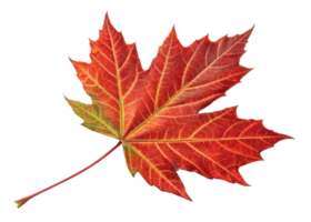 vibrant rouge érable feuille avec complexe veines et toucher de vert sur tige crée magnifique Naturel l'automne symbole plein de la vie png
