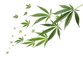 Cannabis leaf design with multiple green leaves spreading out in dynamic pattern creating natural and fresh visual effect png