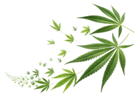 Cannabis leaf with green natural plant leaves in various sizes and shapes creating dynamic and fresh visual effect png
