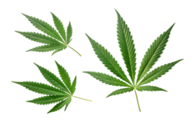 Cannabis Blatt Sammlung mit beschwingt Grün Farbe isoliert transparent Hintergrund zeigen natürlich Textur und detailliert Venen frisch botanisch Stil png