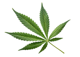 Cannabis Blatt mit gezähnt Kanten und beschwingt Grün Farbe isoliert auf Transparenz Hintergrund zeigen natürlich Textur und Detail png