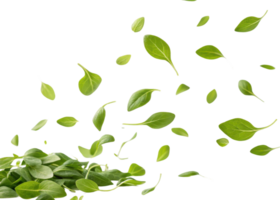 Fresh chickweed leaf flying in air with vibrant green color and natural texture creating lively and refreshing atmosphere in image png